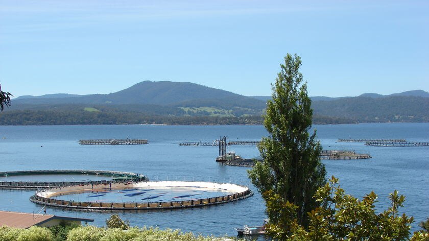 Salmon pens at Huon Aquaculture, southern Tasmania