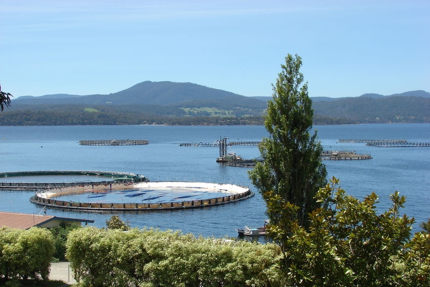 Salmon pens at Huon Aquaculture, southern Tasmania