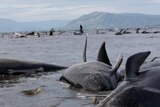 Whales stranded on beach.