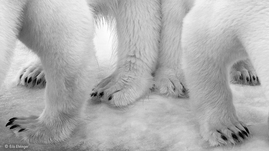 The back legs of a polar bear and her cub pressed together
