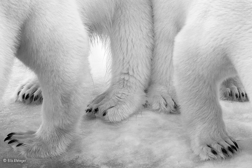 The back legs of a polar bear and her cub pressed together