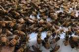 Bees swarm on a venom collector