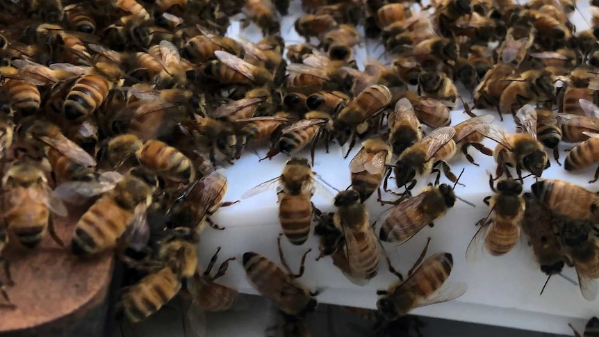 Bees swarm on a venom collector