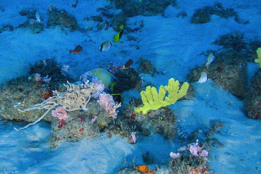 Sea life and yelloe coral in the Amazon Reef