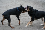 Two dogs playing together in an off-leash area