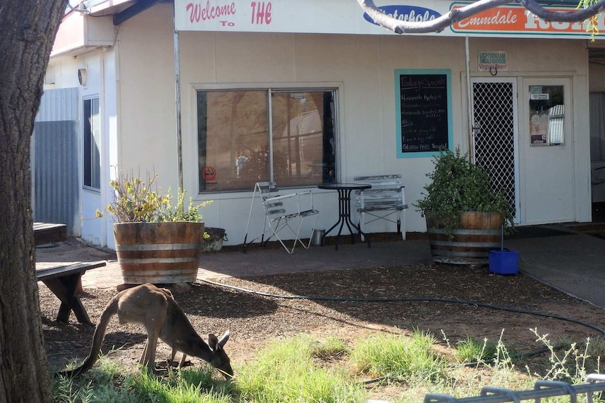 A skinny kangaroo outside the Emmdale Roadhouse.