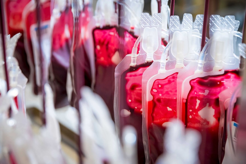 Bags of donated blood hanging up