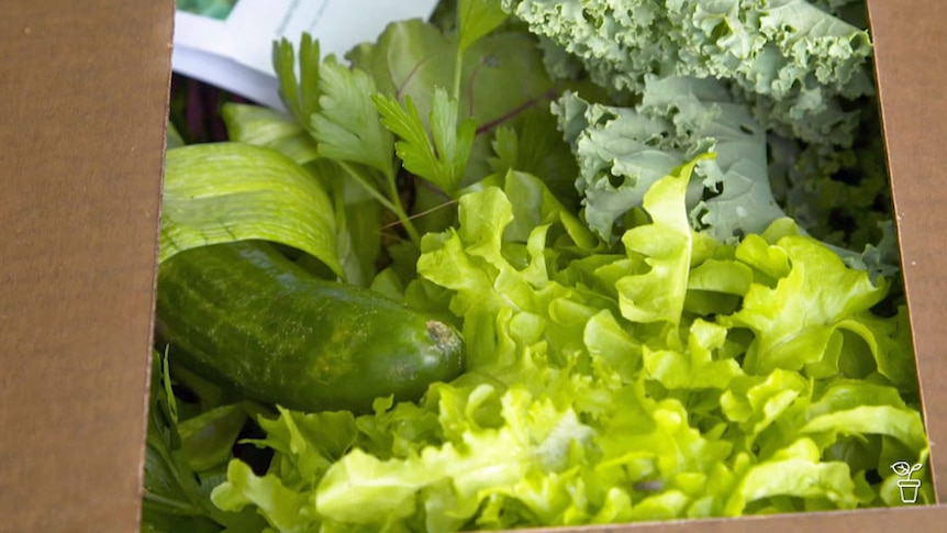 A box filled with fresh vegetable produce.