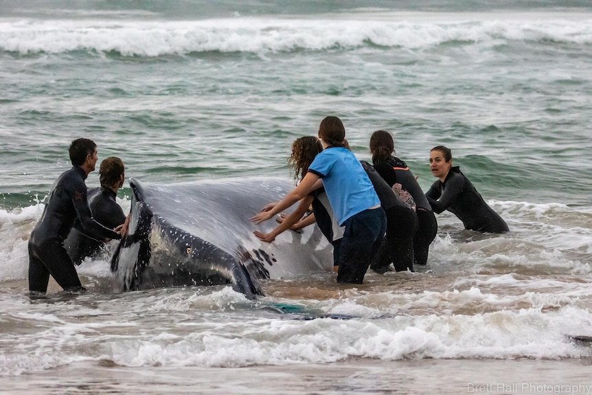 A group of people try to save a whale beached in shallow water.