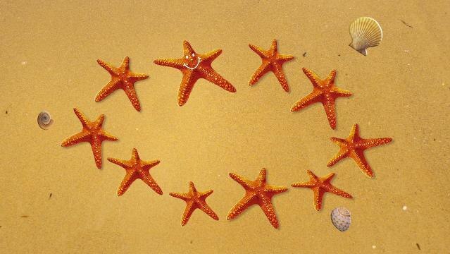 Starfish in a circle on sand