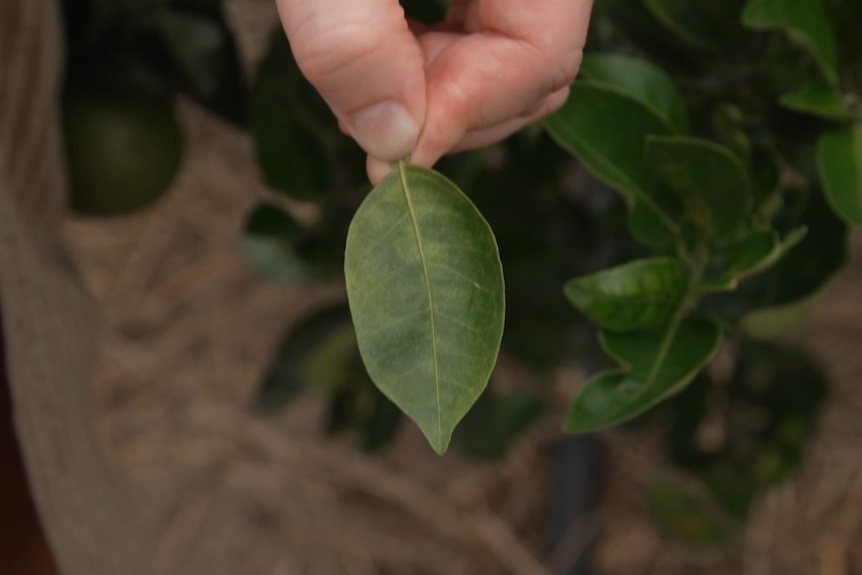 Photo of discoloured leaf