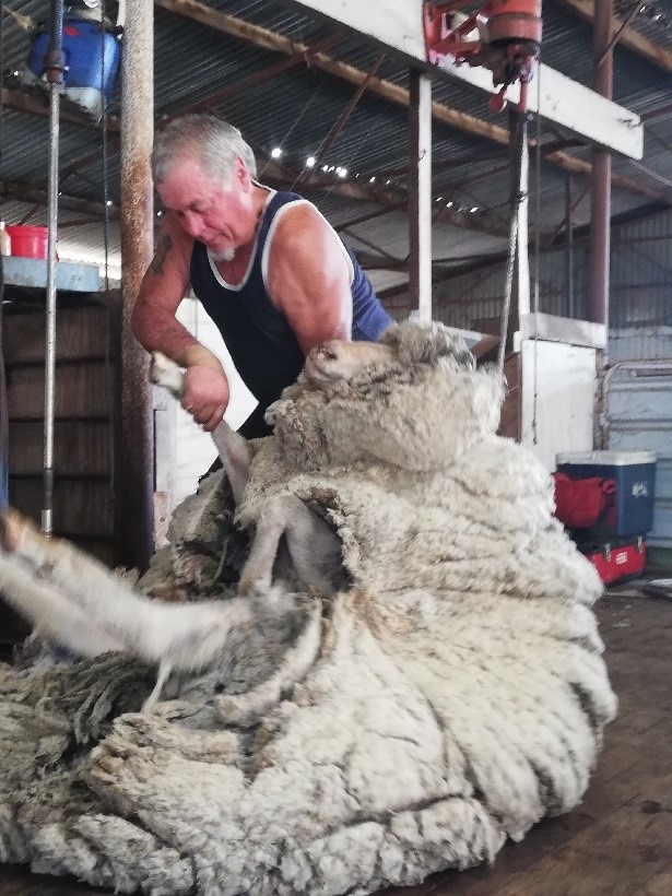Shearer with sheep on boards at David Cox's shearing shed