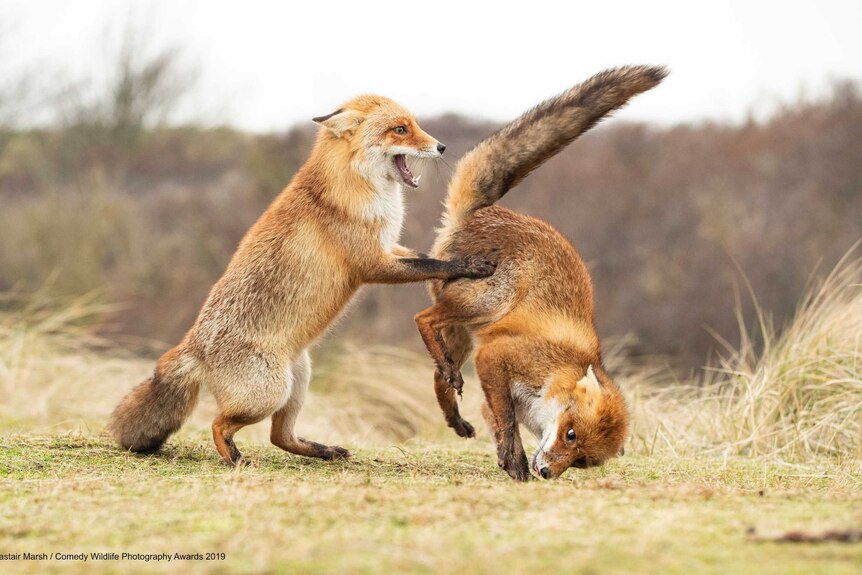 One fox stands on its hind legs while the other is upside down, mid-air with its tail in the face of the first fox.