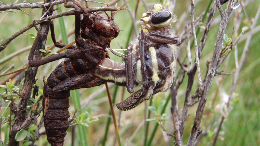 Dragonfly emerging