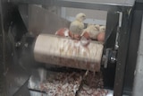 A still from the footage showing male chicks being euthanased.