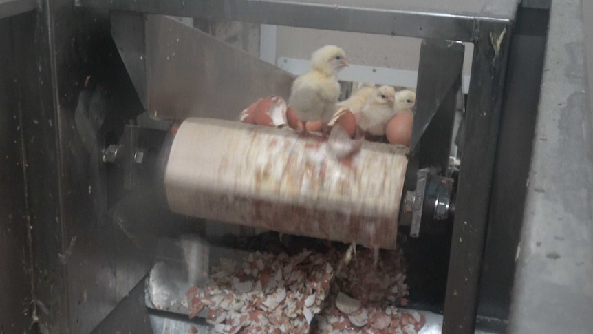 A still from the footage showing male chicks being euthanased.