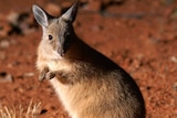 A rufous hare wallaby