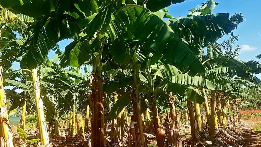 Banana trees on a trial site.