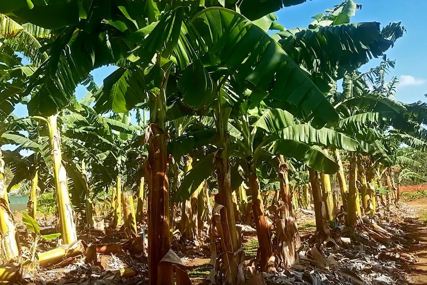 Banana trees on a trial site.