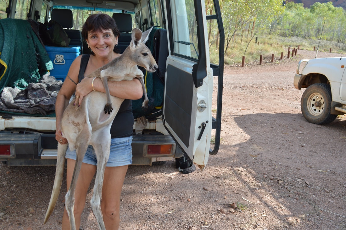 Old incubators to help save lives of orphaned Kimberley kangaroo
