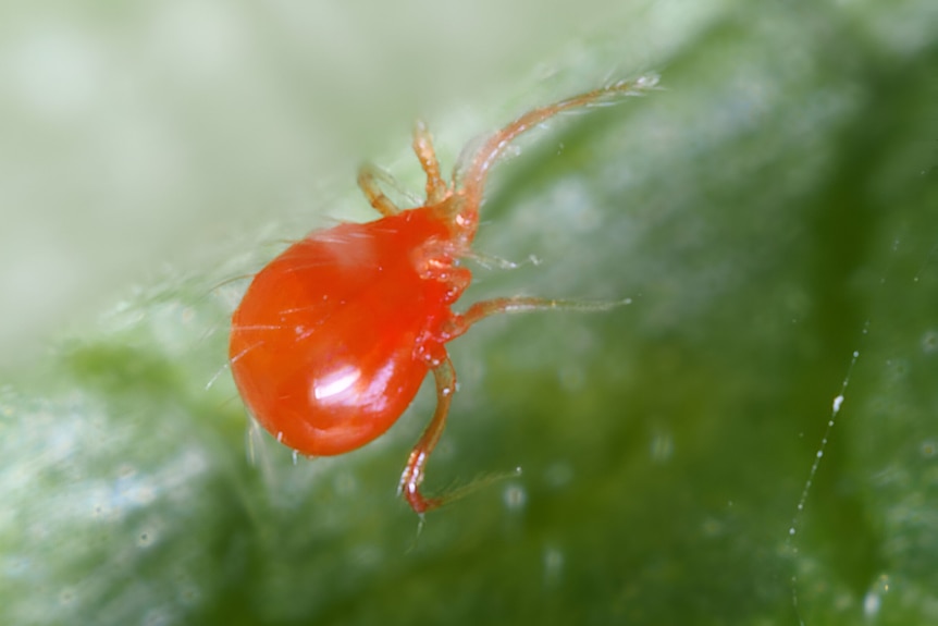 A magnified photo of a red coloured mite on a leaf.