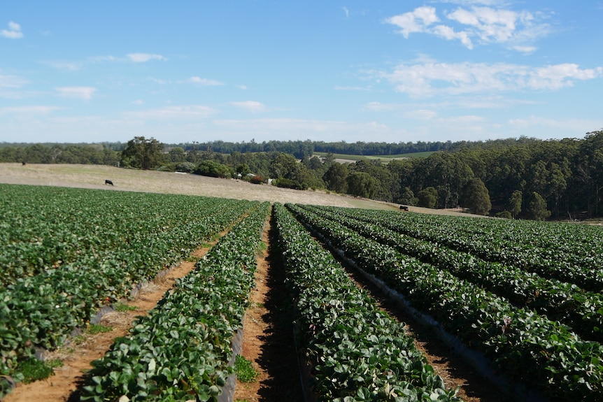 Rows and rows of strawberries planted in the ground with a blue sky backdrop. 