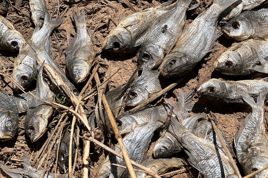 a photo of dead, rotten baby carp in a paddock 
