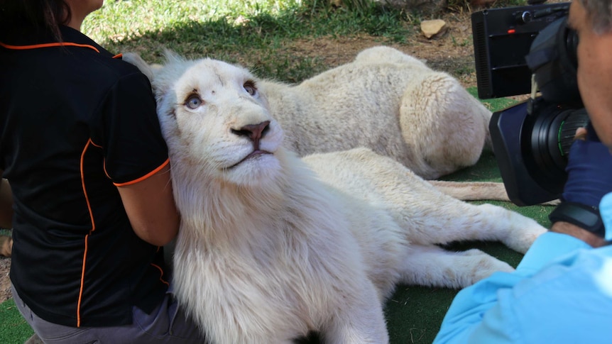 One of the white lion cubs relaxes after his big trip from Tasmania to Darwin