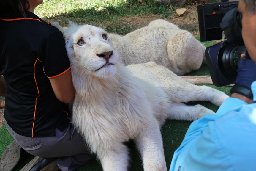One of the white lion cubs relaxes after his big trip from Tasmania to Darwin