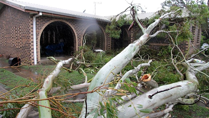 The Bargara tornado brought down trees and damaged homes.