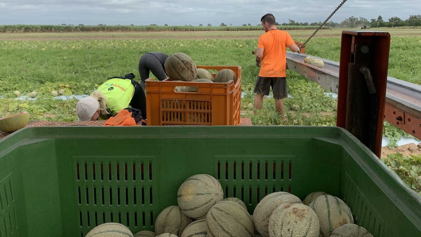 group of backpackers picking melons on a farm in Queensland