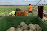 group of backpackers picking melons on a farm in Queensland
