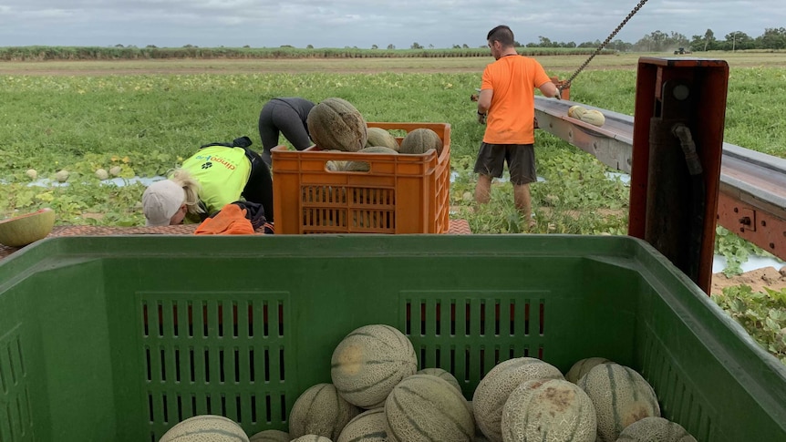 Fruit packers