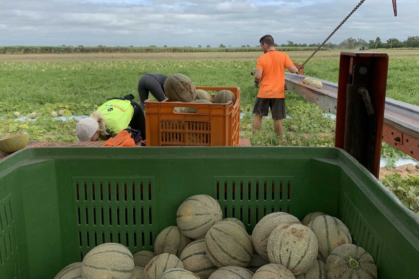 Young men in high-vis shirts pick melons from the ground and pile onto a truck.