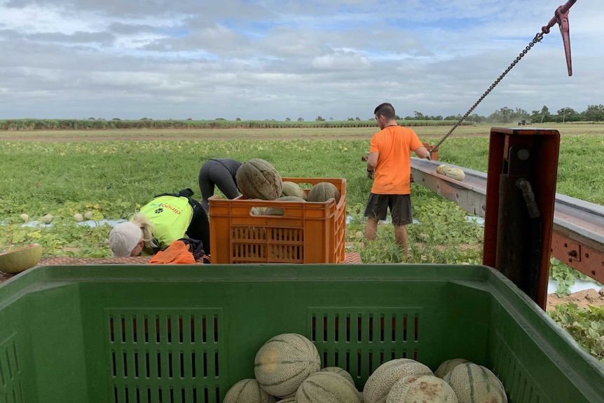 Fruit packers