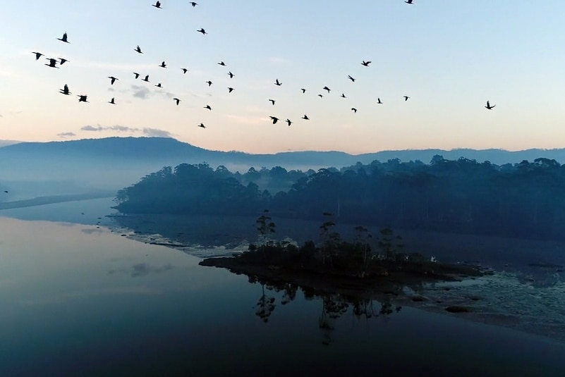 Birds fly across hills at Dover