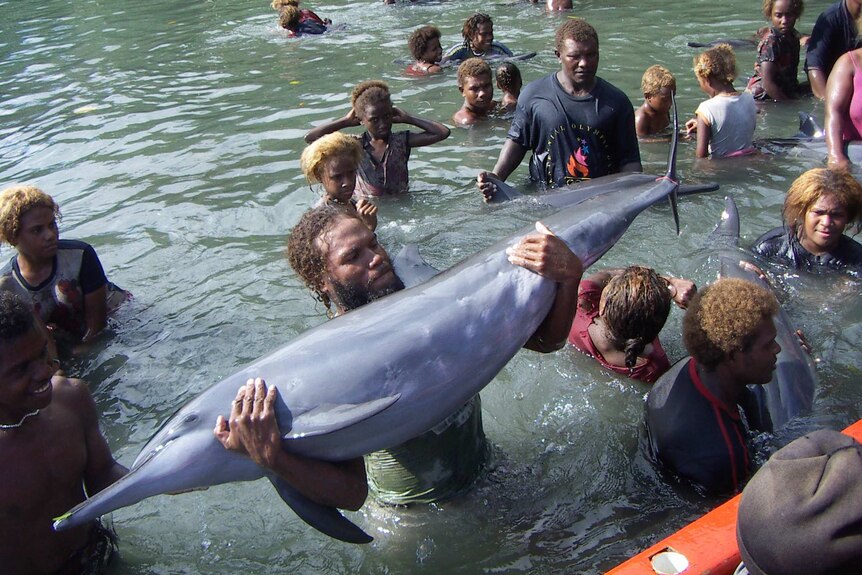 More than a thousand dolphins can be killed in annual hunts in Solomon Islands