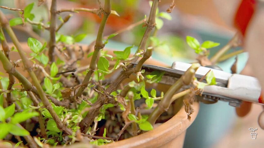 Secateurs trimming the stems of a Vietnamese plant.