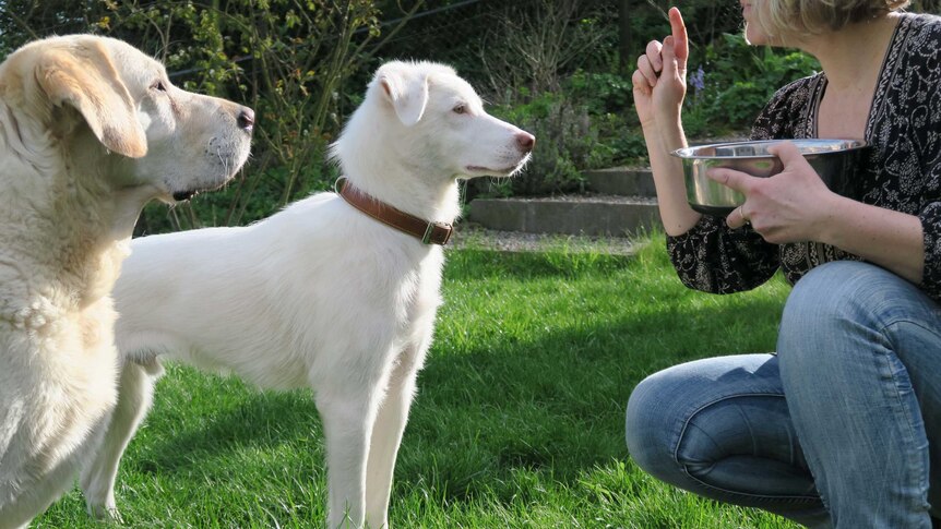 two large dogs standing in a yard looking at a woman holding a bowl of food with finger pointed