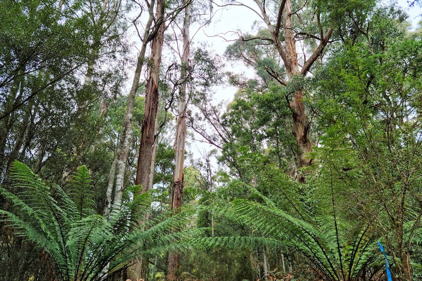 Trees and ferns in a forest