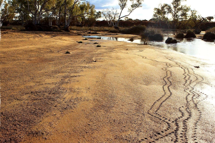 Turtle tracks along the Murchison River.