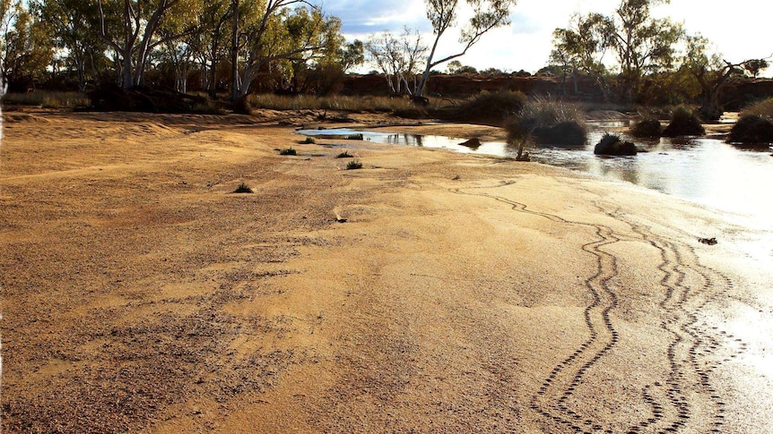 Turtle tracks along the Murchison River.