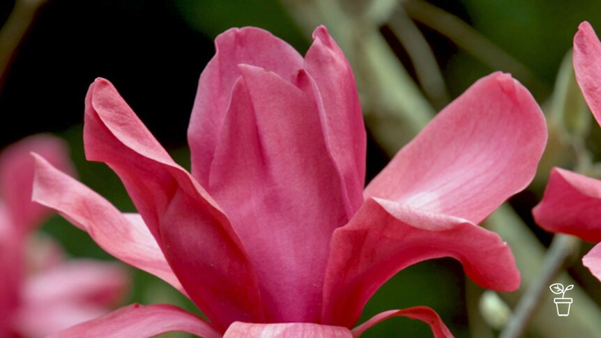 Close up of a pink magnolia flower