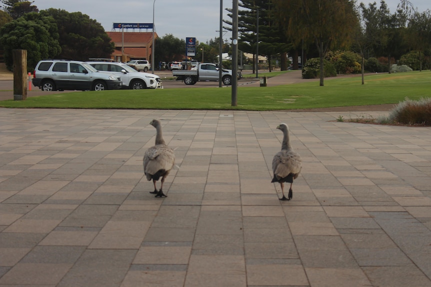 The two geese are photographed from behind as they walk down the footpath at the foreshore