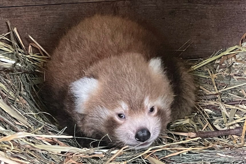 A baby red panda stares at the camera sleeping a a straw nest.