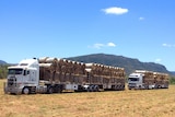 Hay on trucks at the Kinnear farm