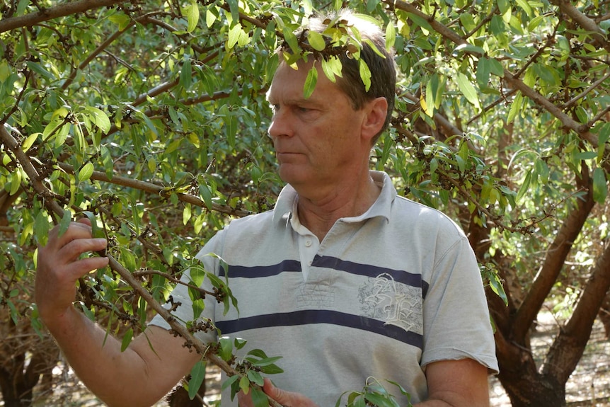 a man hold the branch of a leafy almond tree, surrounded by green leaves and trees in the background.