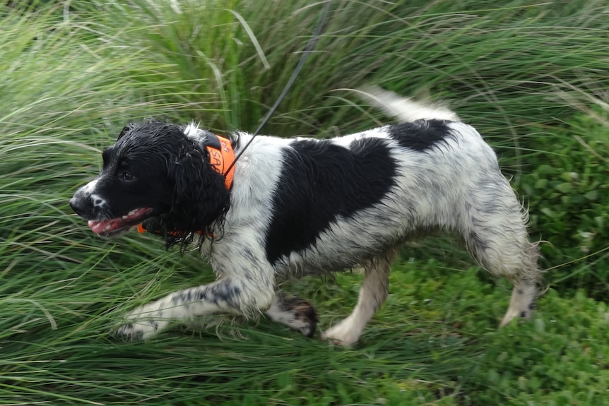 A dog sniffing around.