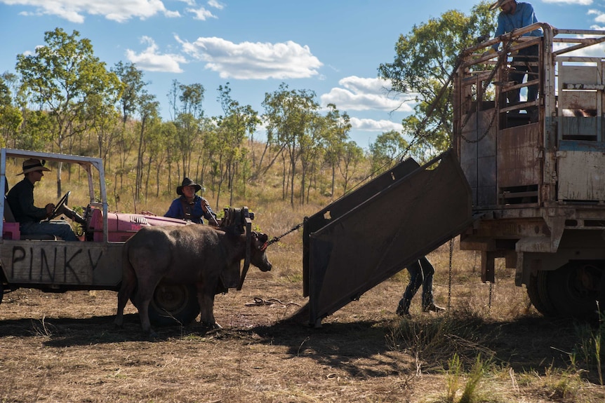 A buffalo prepares to walk up a ramp onto the back of a truck.