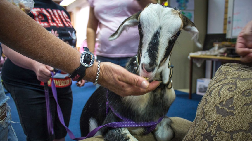 A black and white goat kid eating fruit loops out of a person's hand